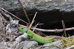 sand lizard