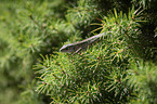 sand lizard