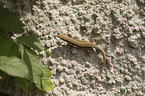 sand lizard