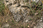 sand lizard