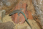 Sharp-snouted Rock Lizard