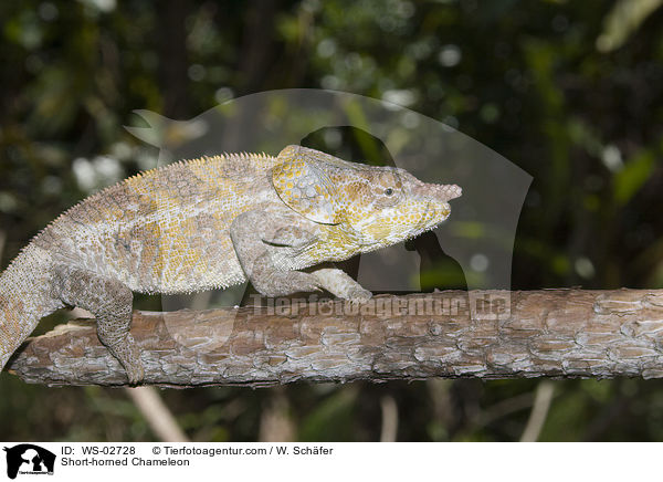 Short-horned Chameleon / WS-02728