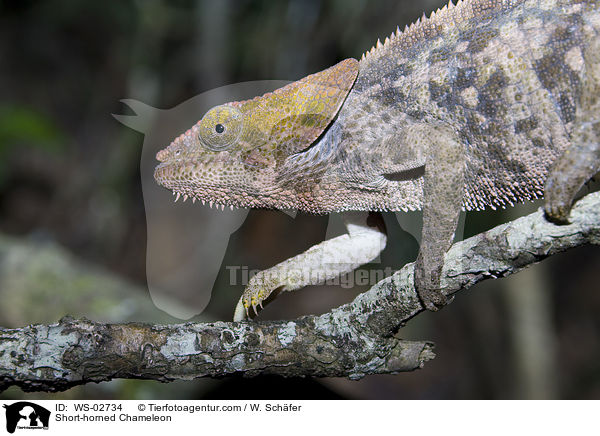Short-horned Chameleon / WS-02734