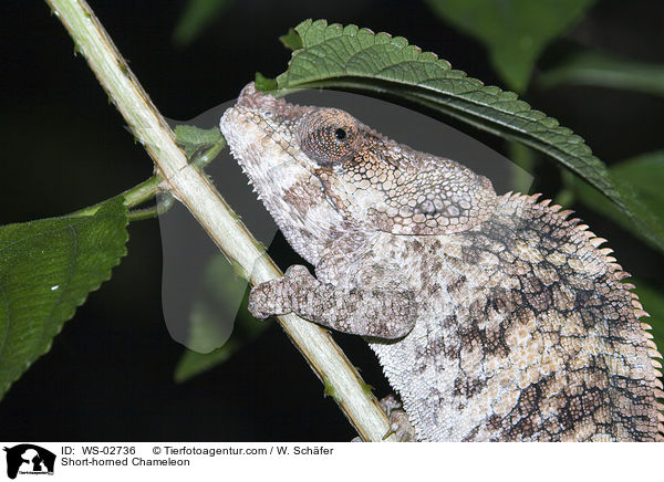 Short-horned Chameleon / WS-02736