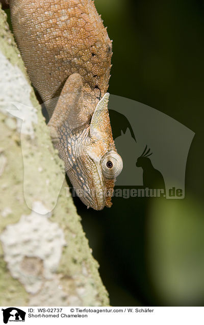 Short-horned Chameleon / WS-02737