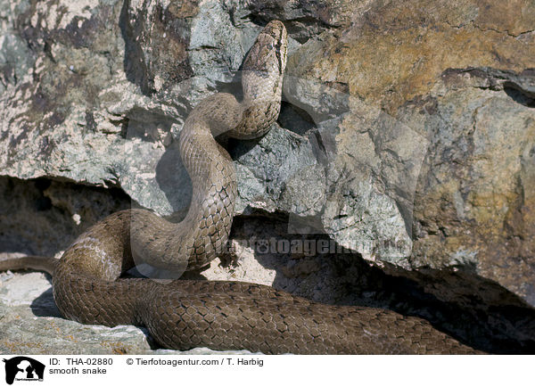 Glattnatter / smooth snake / THA-02880