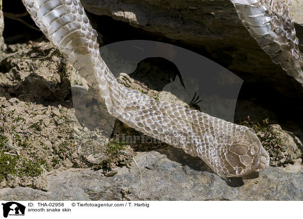 smooth snake skin / THA-02958