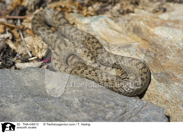 Glattnatter / smooth snake / THA-04613