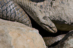 smooth snake