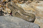 smooth snake