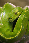 snake