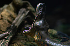 serpent