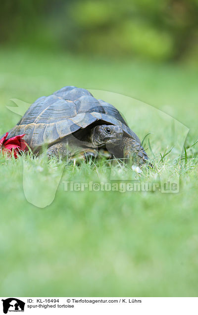 Maurische Landschildkrte / spur-thighed tortoise / KL-16494