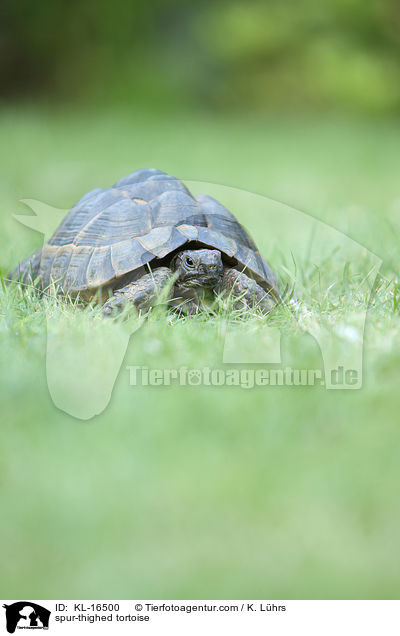 Maurische Landschildkrte / spur-thighed tortoise / KL-16500