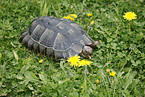 spur-thighed tortoise