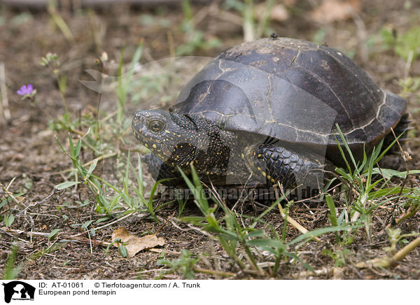 Sumpfschildkrte / European pond terrapin / AT-01061