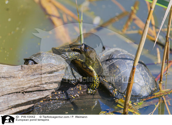 Europische Sumpfschildkrten / European pond terrapins / PW-10442