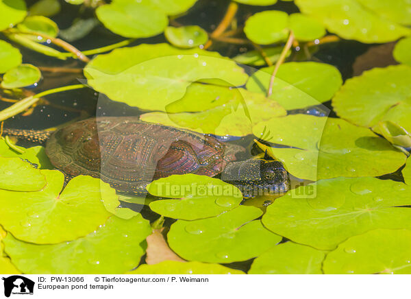 Europische Sumpfschildkrte / European pond terrapin / PW-13066