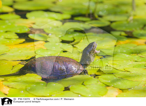Europische Sumpfschildkrte / European pond terrapin / PW-13070
