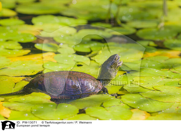 Europische Sumpfschildkrte / European pond terrapin / PW-13071