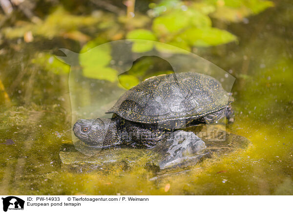 Europische Sumpfschildkrte / European pond terrapin / PW-14933