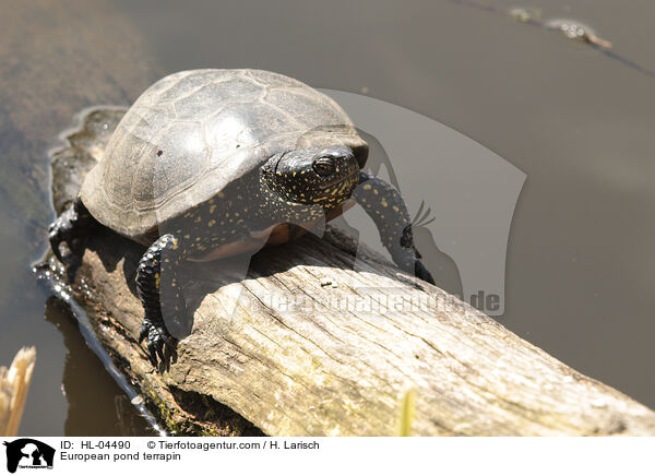Europische Sumpfschildkrte / European pond terrapin / HL-04490
