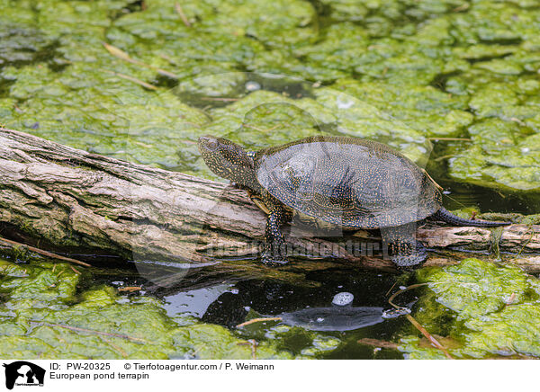 Europische Sumpfschildkrte / European pond terrapin / PW-20325