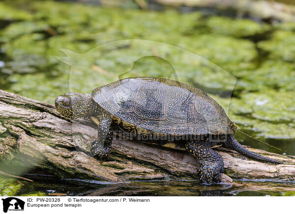 Europische Sumpfschildkrte / European pond terrapin / PW-20326