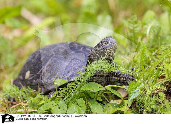 Europische Sumpfschildkrte / European pond terrapin / PW-20331