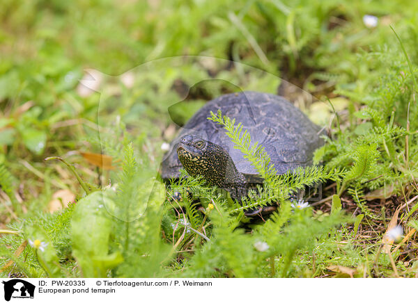 Europische Sumpfschildkrte / European pond terrapin / PW-20335