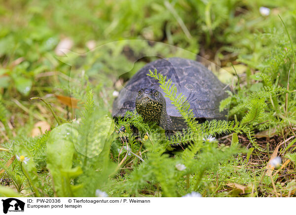 Europische Sumpfschildkrte / European pond terrapin / PW-20336
