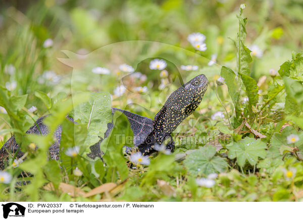Europische Sumpfschildkrte / European pond terrapin / PW-20337