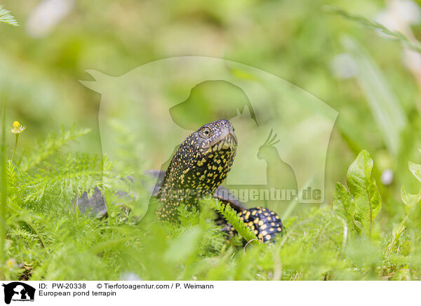 Europische Sumpfschildkrte / European pond terrapin / PW-20338