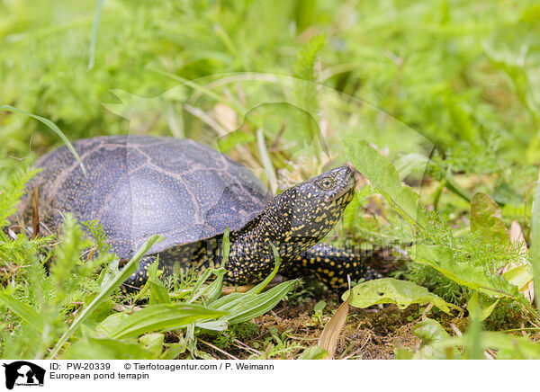 Europische Sumpfschildkrte / European pond terrapin / PW-20339