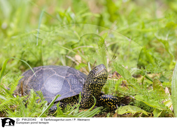 Europische Sumpfschildkrte / European pond terrapin / PW-20340
