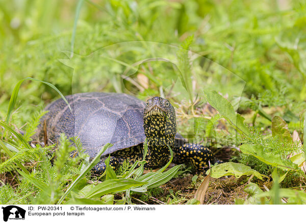 Europische Sumpfschildkrte / European pond terrapin / PW-20341