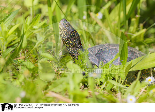 Europische Sumpfschildkrte / European pond terrapin / PW-20343