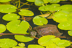 European pond terrapin