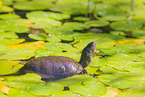 European pond terrapin