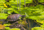 European pond terrapin