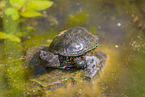 European pond terrapin