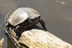European pond terrapin