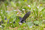 European pond terrapin