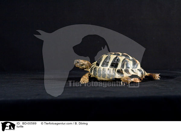 turtle / BD-00589