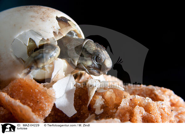 Landschildkrte / tortoise / MAZ-04229