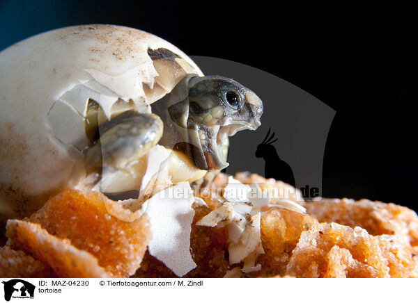 Landschildkrte / tortoise / MAZ-04230