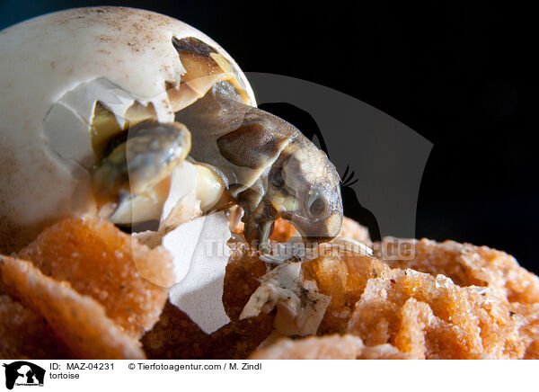 Landschildkrte / tortoise / MAZ-04231