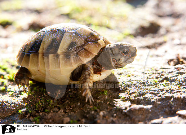 Landschildkrte / tortoise / MAZ-04234