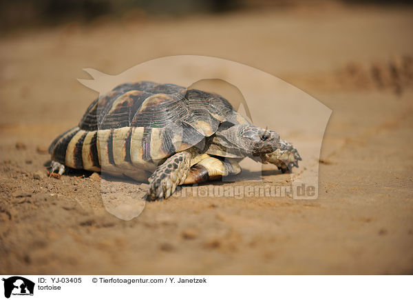 Schildkrte / tortoise / YJ-03405