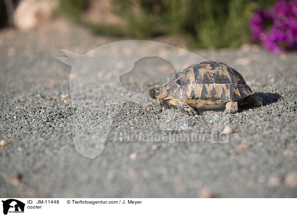cooter / JM-11448